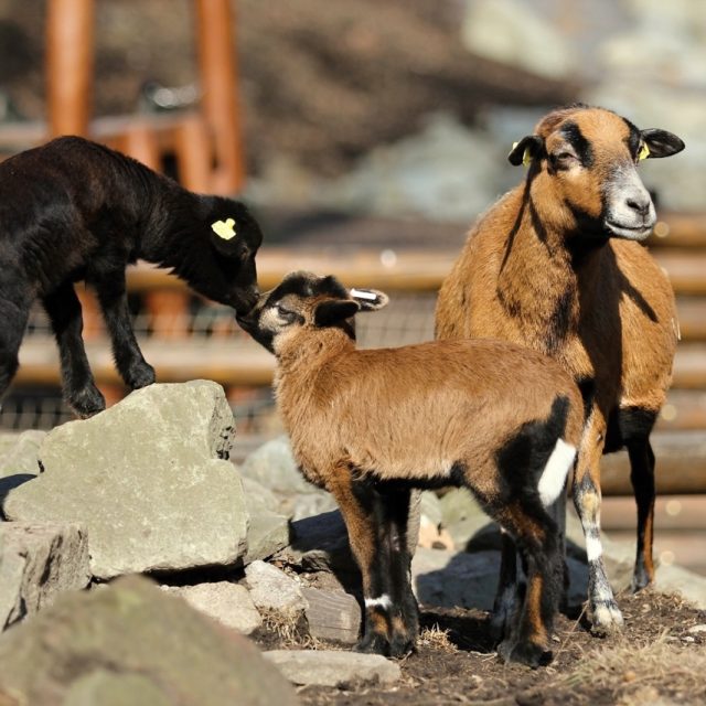 Ovce kamerunské  (ilustr. obr.) | foto: Zoo Ostrava,  Pavel Vlček