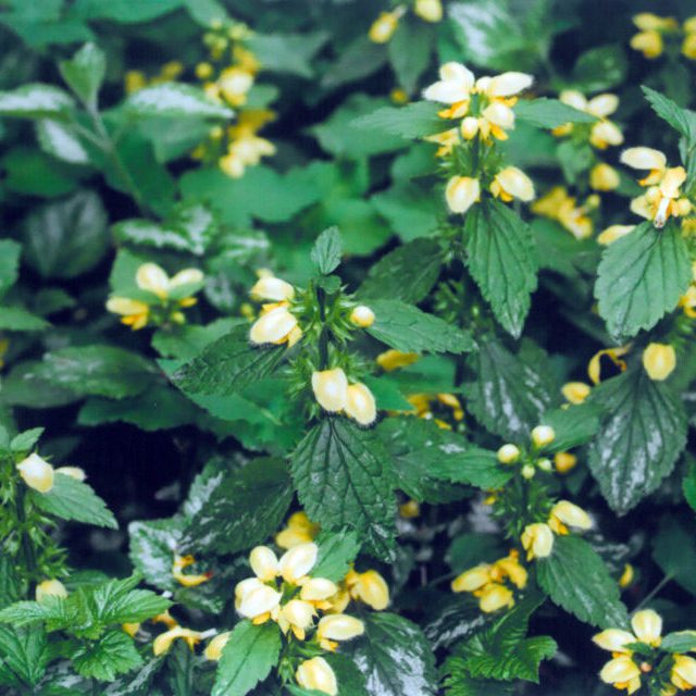 Hluchavka pitulnik | foto: Stanislav Peleška