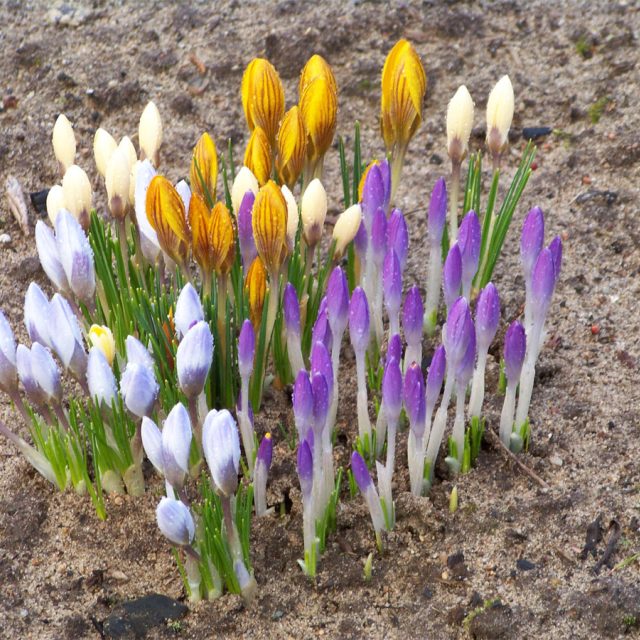 Krokusy | foto: Fotobanka stock.xchng