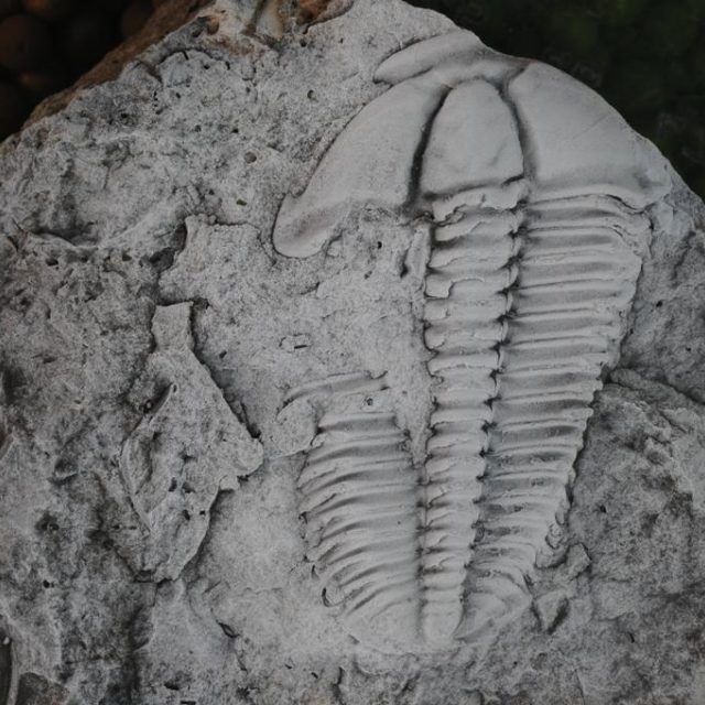 Pokousaný trilobit rodu Conocoryphe. Jedinec z jineckého souvrství v okolí Jinec,  délka 44 mm. | foto: Petr Budil,  Oldřich Fatka