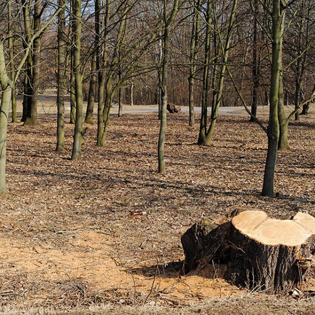 Ilustrační foto. | foto: Jan Ptáček,  Český rozhlas