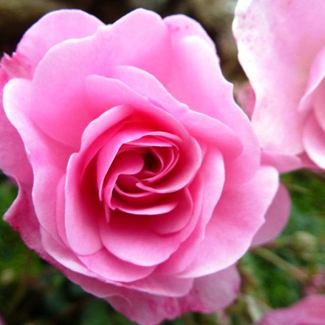 Růže | foto: Simona Bartošová