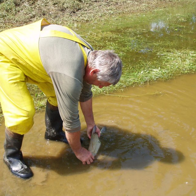 Výlov ryb z povodňových lagun na Mělnicku | foto: Jana  Huzilová