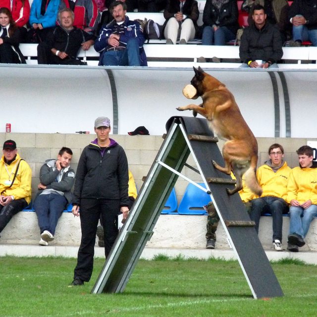 Sportovní kynologie | foto: Miroslav Zimmer