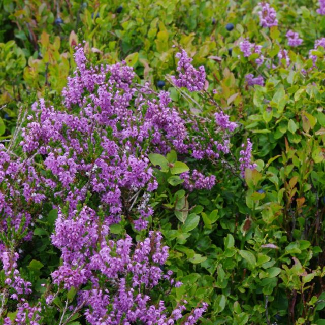 Kvetoucí vřes | foto: Miroslav Kobza,  Český rozhlas