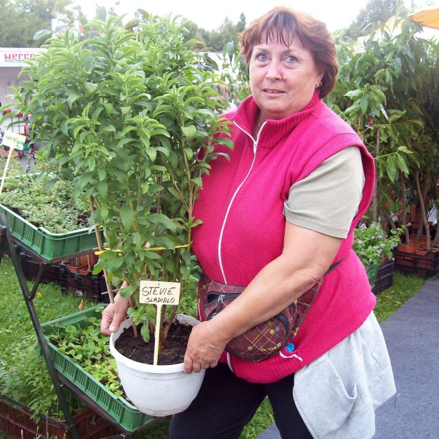 Miloslava Valinová a její stévie | foto: Stanislava Brádlová,  Český rozhlas