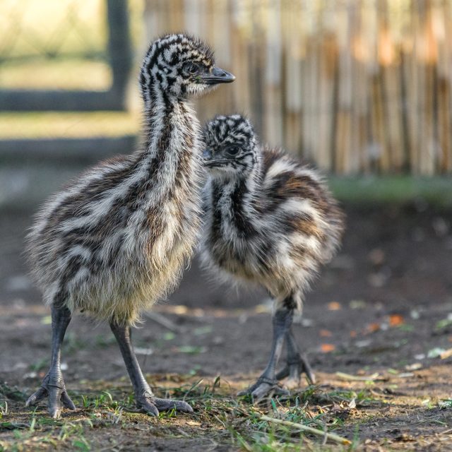 Týden stará mláďata emu hnědého jsou odvážná a zkoumají své okolí | foto: Zoo Praha,  Petr Hamerník