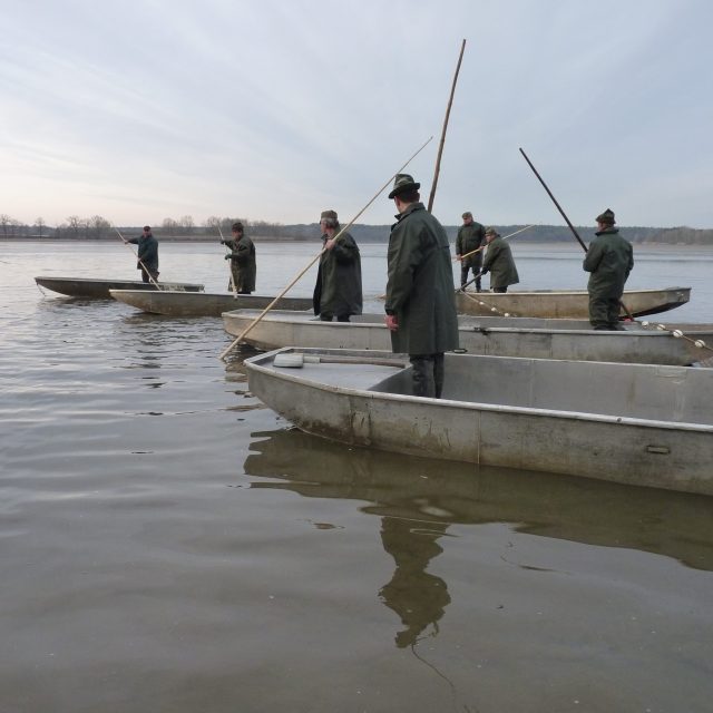 Výlov Koclíře | foto: Romana Lehmannová,  Český rozhlas