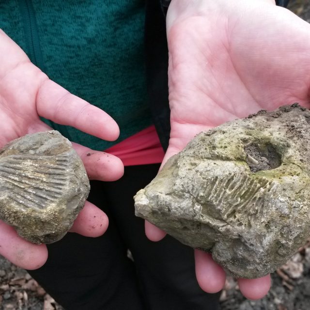 Zkameněliny  (ilustr. obr.) | foto: Petra Štrymplová,  Český rozhlas