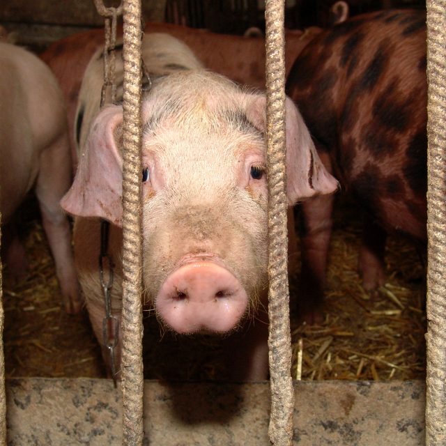 Vepřín  (ilustr. obr.) | foto: Fotobanka  Freeimages