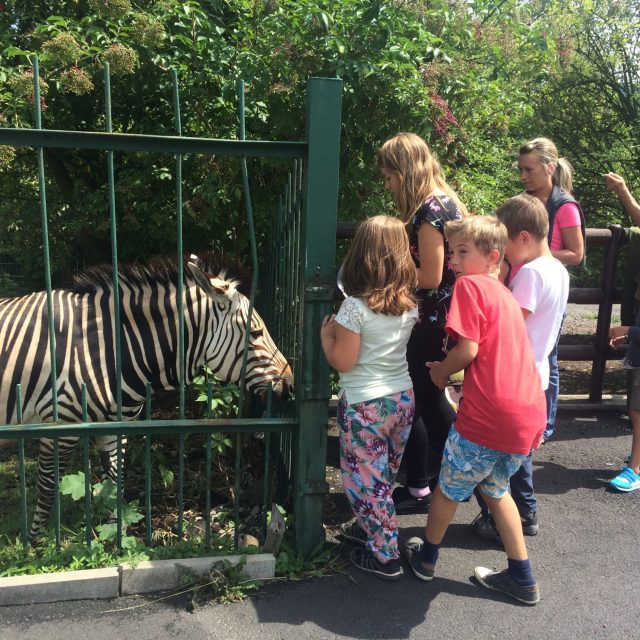 U zeber v ústecké zoo | foto: Gabriela Hauptvogelová,  Český rozhlas