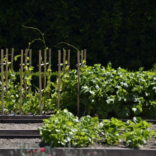 Záhony se zeleninou a bylinkami  (ilustr. obr.) | foto: Jiřina Šmídová,  Český rozhlas