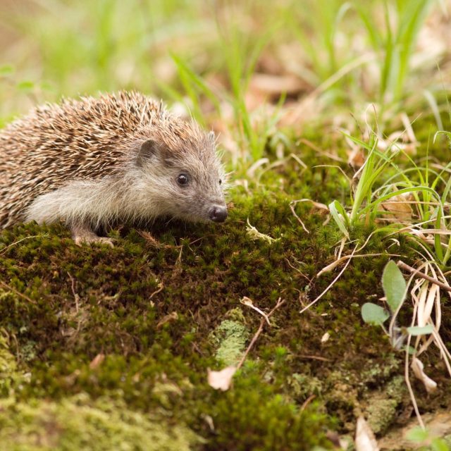Typický ježek východní se světlými boky a břichem | foto: Naše příroda