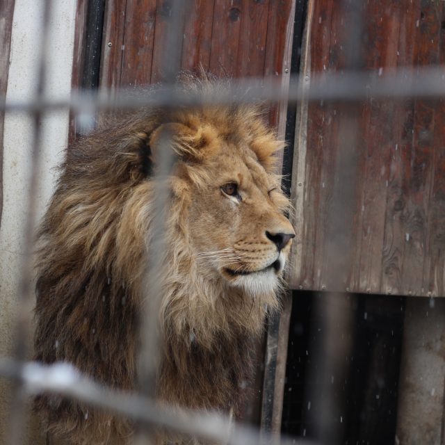 Lev v kleci  (ilustr. obr.) | foto: Milan Kopecký