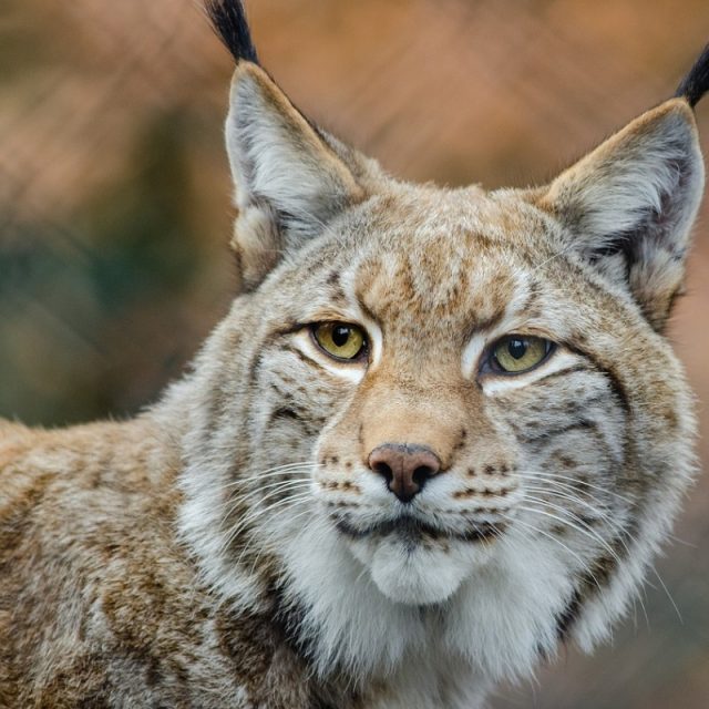 Rys ostrovid | foto: CC0 Public domain