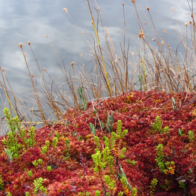 Rašeliniště - ilustrační foto. | foto: Fotobanka Pixabay