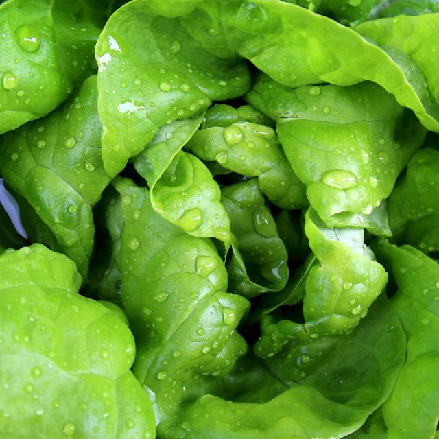 hlávkový salát | foto: Pixabay,  Licence Pixabay