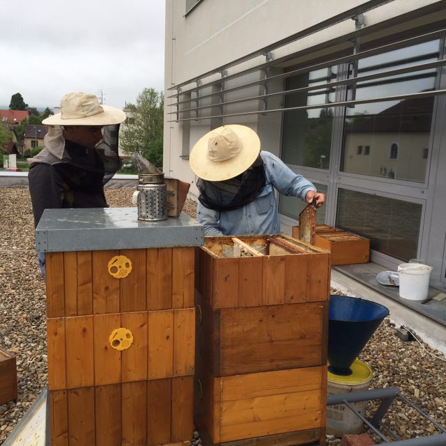 Stáčení kyjovského městského medu | foto: Štěpánka Kadlečková,  Český rozhlas