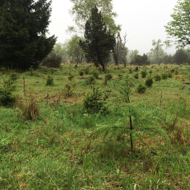Místo s novou výsadbou smrků ztepilých a modřínů | foto: Jan Beneš