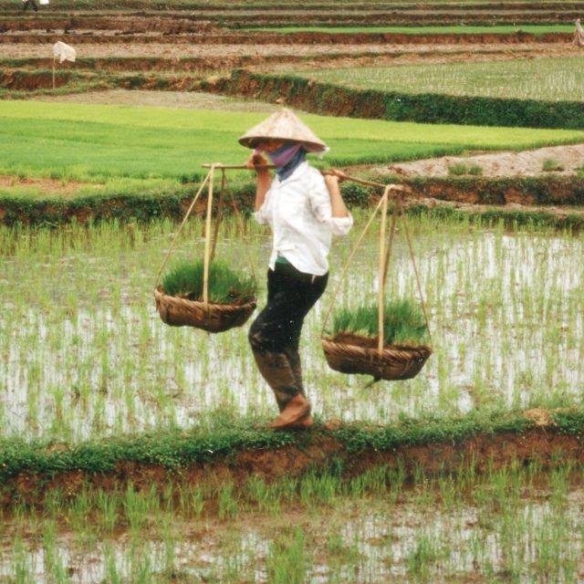 Rýžová pole ve Vietnamu | foto: Public domain,   Philippe Berry,  IFPRI