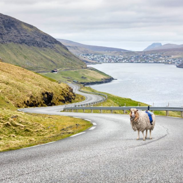 Sheep View 360° | foto:  Sheep View 360°