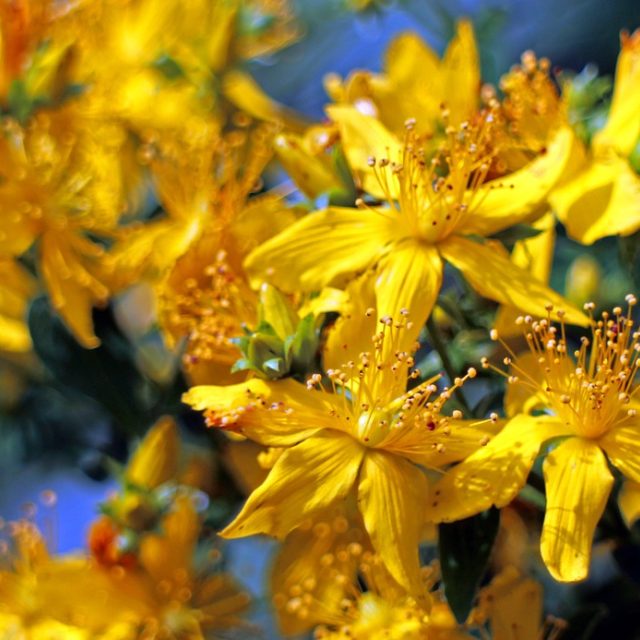 Třezalka je výborná na depresivní stavy související s nespavostí a na pocity bolavé duše | foto: Pixabay,  Licence Pixabay