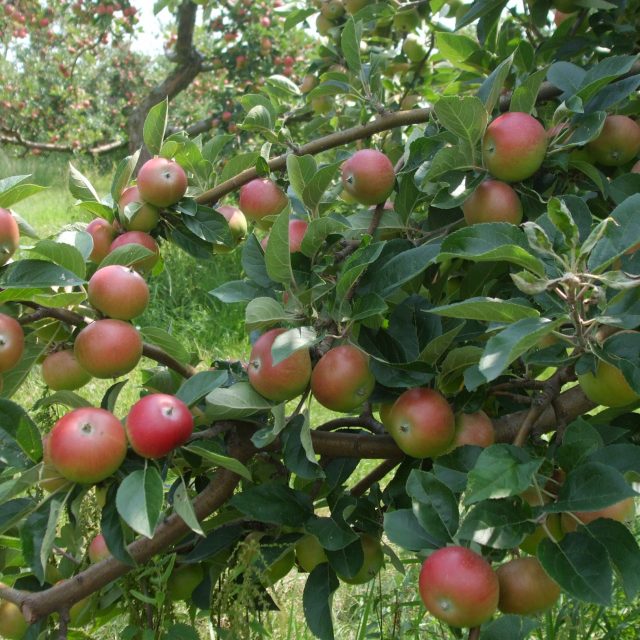 Stromy obsypané jablky Discovery | foto: Stanislava Brádlová,  Český rozhlas