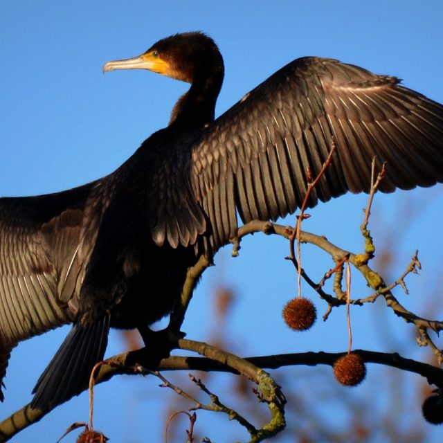 Kormorán velký | foto: Fotobanka Pixabay