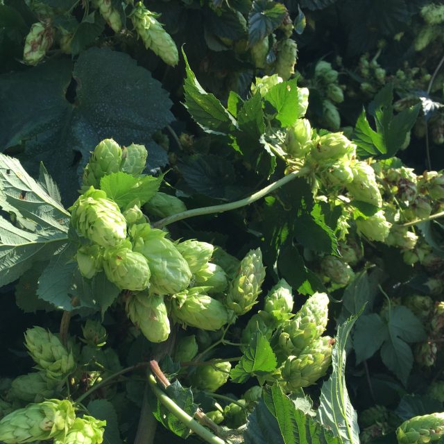 Chmel | foto: Lucie Valášková