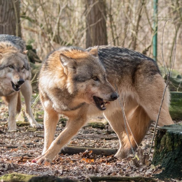 Vlci se vracejí do volné přírody | foto: Fotobanka Pixabay