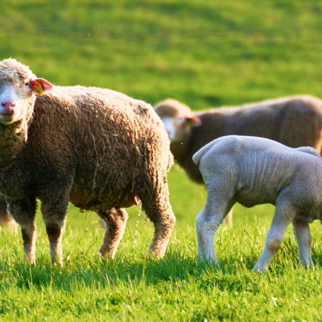 Stáda ovcí bez pasteveckých psů - to je pro vlky jako otevřená lednice | foto: Jaroslav Hoření,  Český rozhlas