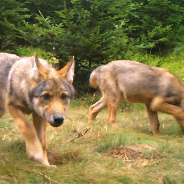 Vlčata zachycená fotopastí  (ilustr. obr.) | foto:  hnutí Duha