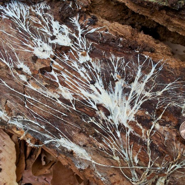 Houbové mycelium | foto: Creative Commons Attribution-NonCommercial-NoDerivs 2.0 Generic,   Distant Hill Gardens
