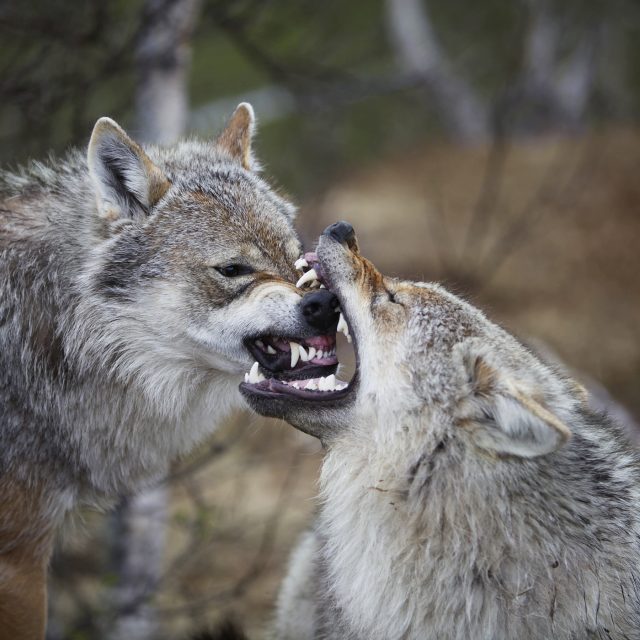 Vlci | foto: Attribution 2.0 Generic  (CC BY 2.0)  (CC BY 2.0),   Taral Jansen / Soldatnytt