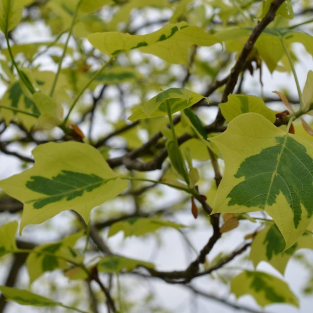 Liliovník tulipánokvětý | foto: Jolana Nováková,  Český rozhlas