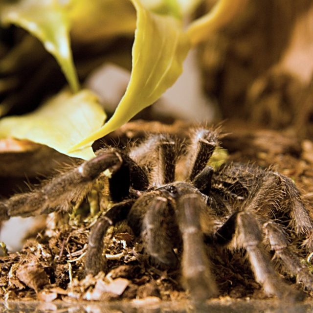 Pavouk v teráriu  (ilustr. foto) | foto: Jaroslav Hoření,  Český rozhlas
