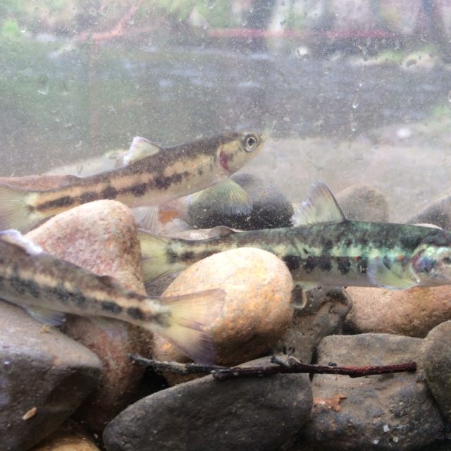 V Českém Švýcarsku vypustli v rámci programu na záchranu lososa do řeky Kamenice tisíce plůdků | foto: Daniela Pilařová,  Český rozhlas,  Český rozhlas