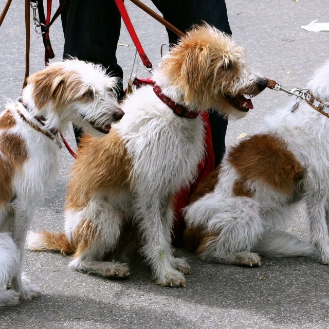 Psi na vodítku | foto: Fotobanka Pixabay