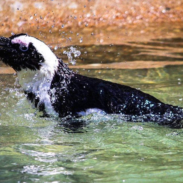 Tučňák brýlový | foto: Fotobanka Pixabay