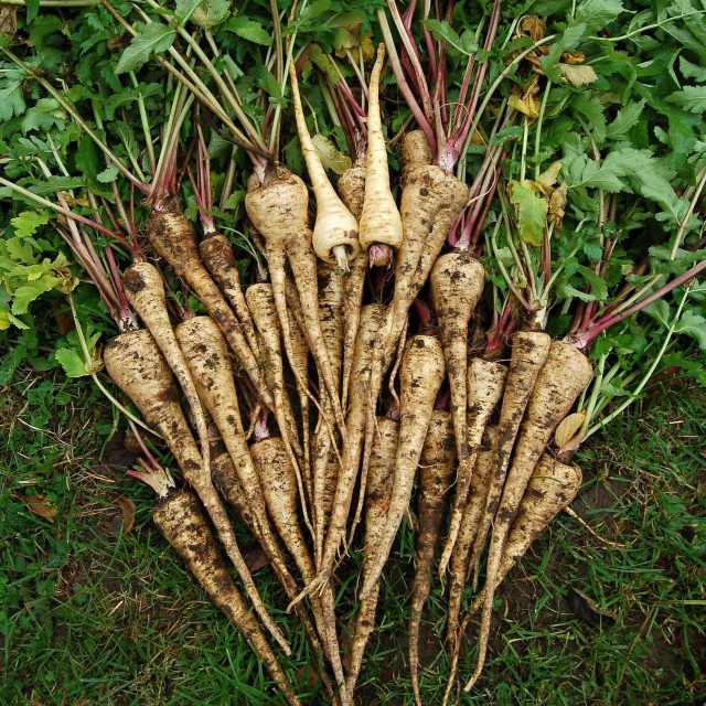 Pastiňák  (ilustr. obr.) | foto: Ivan Dvořák,  časopis Zahrádkář