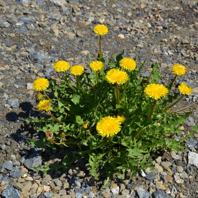 Pampelišky | foto: Dáša Kubíková,  Český rozhlas