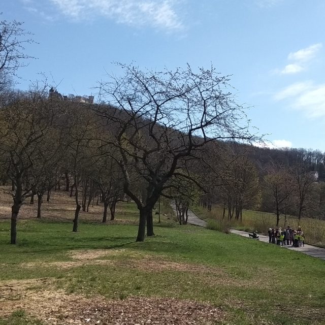 Třešňovka pod teplickou Doubravkou | foto: Jana Vitásková,  Český rozhlas