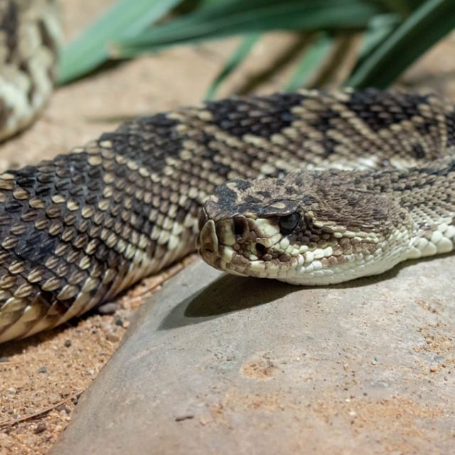 Chřestýš  (ilustrační foto) | foto: Michal Peterka