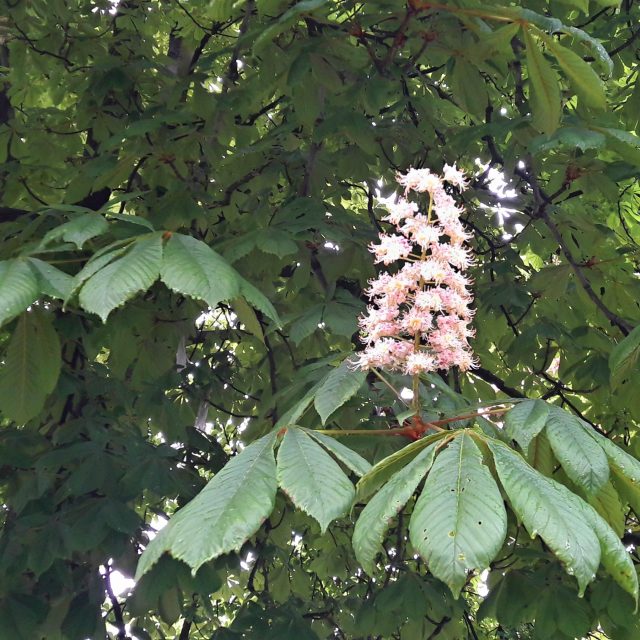 Jírovec maďal  (ilustr. foto) | foto: František Tichý,  Český rozhlas