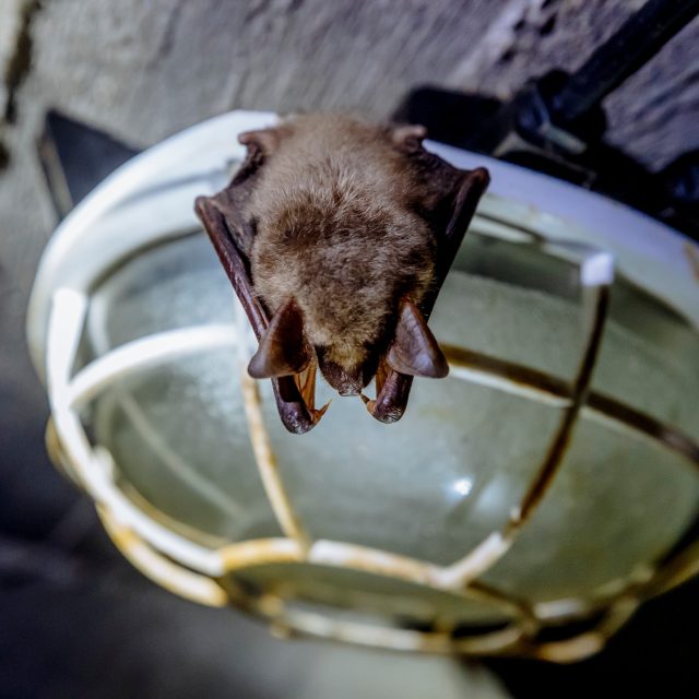 Netopýr velký | foto:  Petr Topič / MAFRA,  Profimedia