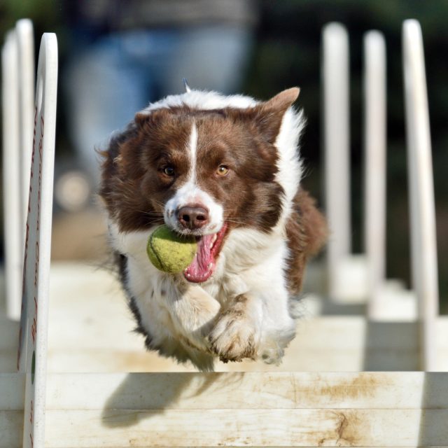 Kynologický výcvik  (ilustr. obr.) | foto: Fotobanka Profimedia