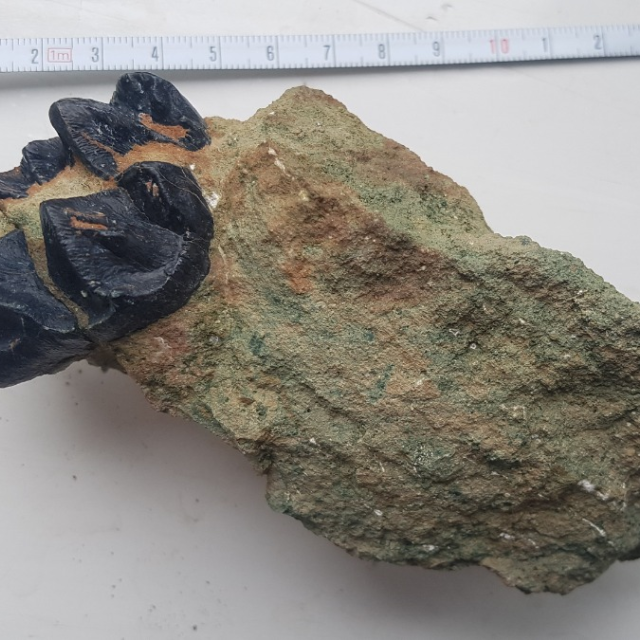 Zub třetihorního savce anthracotheria z výsypky u Braňan na Mostecku | foto: Josef Ráček