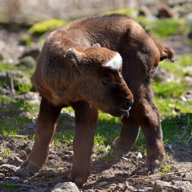 Mládě takina indického v děčínské zoo | foto: Zoo Děčín