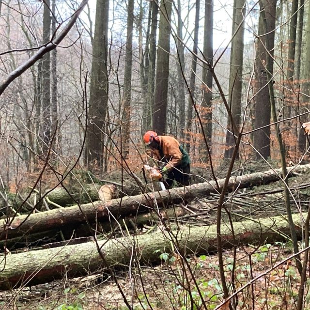 Dřevorubec při práci  (ilustr. foto) | foto: Jan Beneš,  Český rozhlas