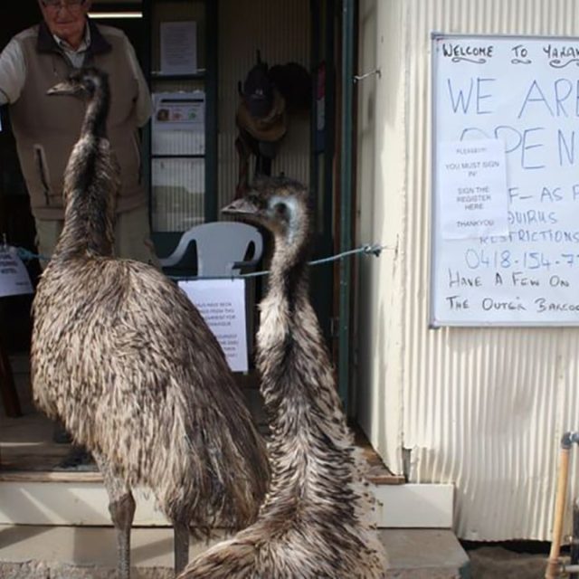 Kevin a Carol,  dva přátelští emu,  kteří se toulají po městě Yaraka v australském Queenslandu,  dostali zákaz vstupu do jediné místní hospody | foto: Chris Gimblett